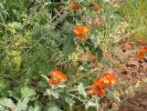 PICTURES/Wildflowers - Desert in Bloom/t_Globe Mallow4.JPG